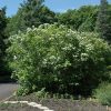 Wentworth Highbush Cranberry #2 - Image 2